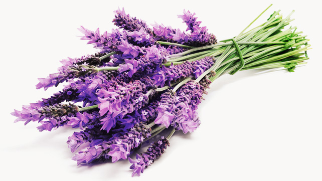 Healthline.com lavender.jpg