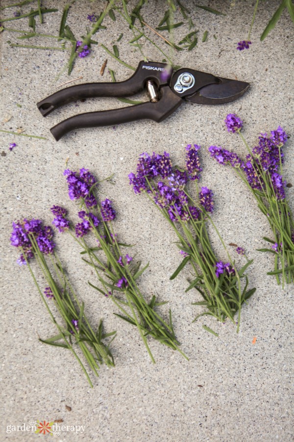 Harvesting lavender for wreath making.jpg