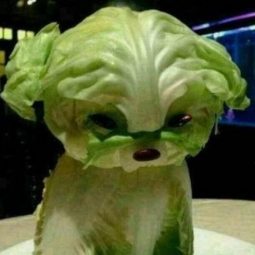 Getting creative with fruits and vegetables lettuce puppy momooze.com picturesque playground for moms.jpg