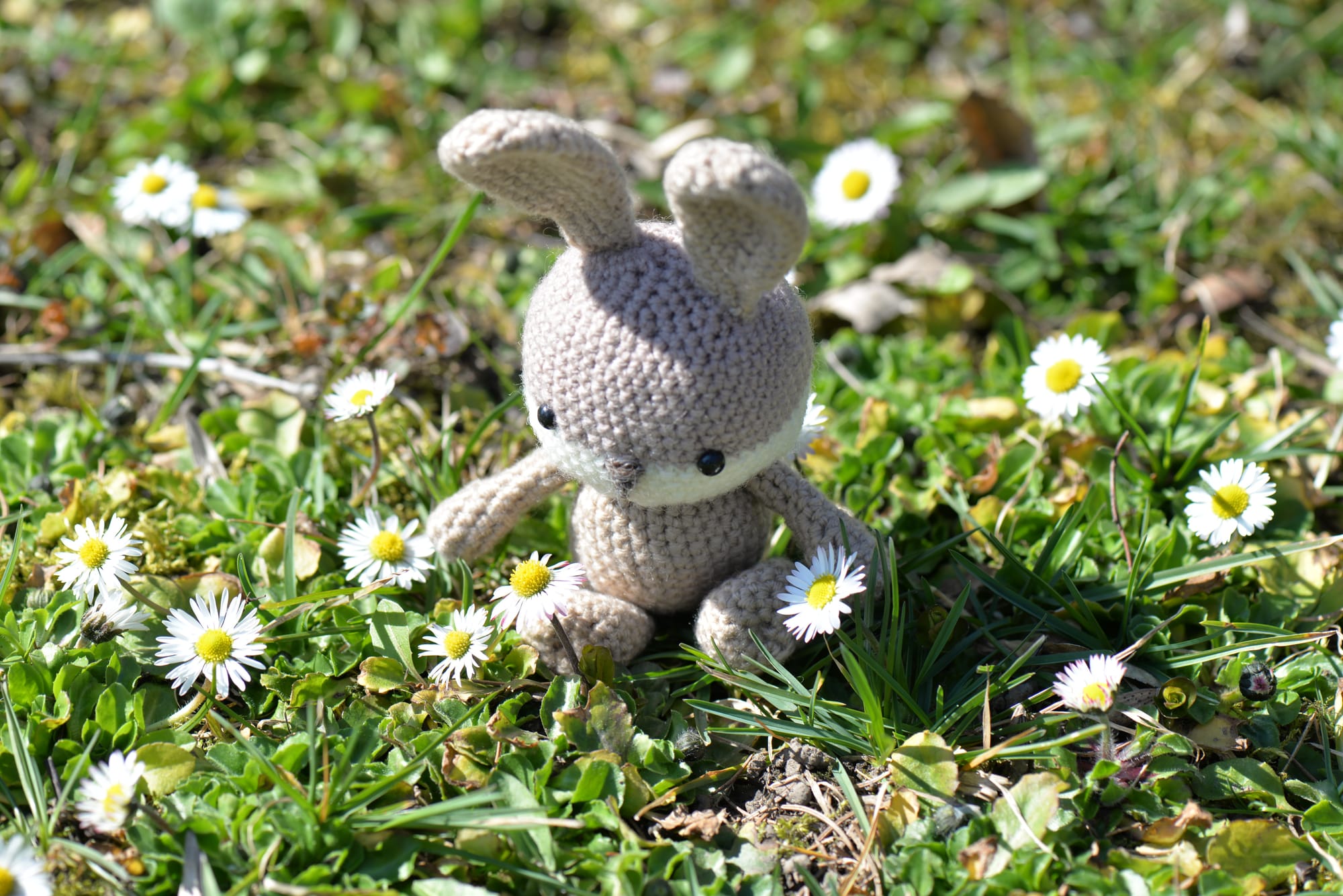 Grass plant lawn meadow flower wildlife 1046070 pxhere.com_.jpg