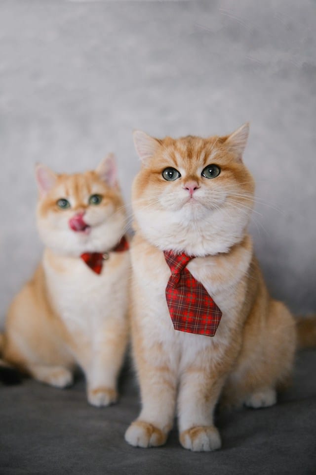 Feyza yildirim enuvw94axfm unsplash.jpg