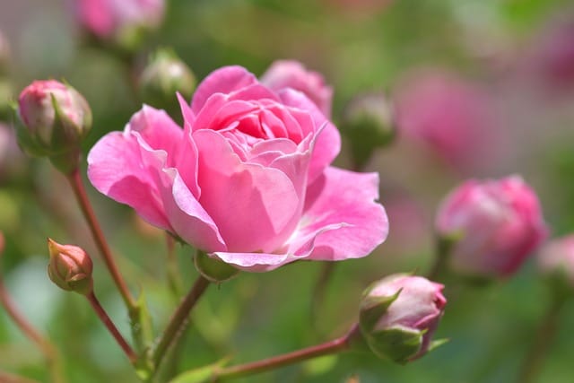 Die häufigsten Rosenkrankheiten