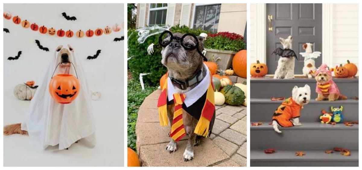 Echt super gruselige Halloweenkostüme für eure Haustiere :P