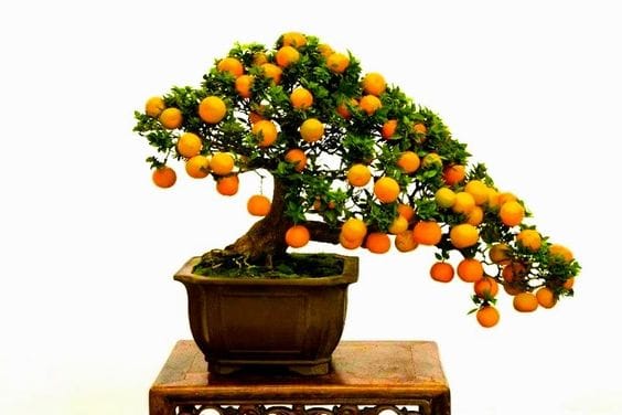 Wunderschöne Indoor Bonsai Ideen :)