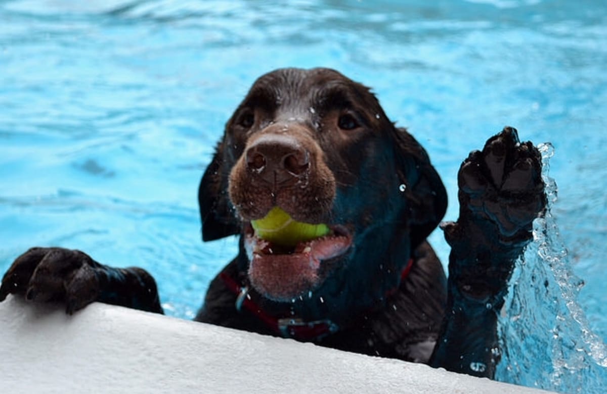 DIY: Hundepool aus Paletten