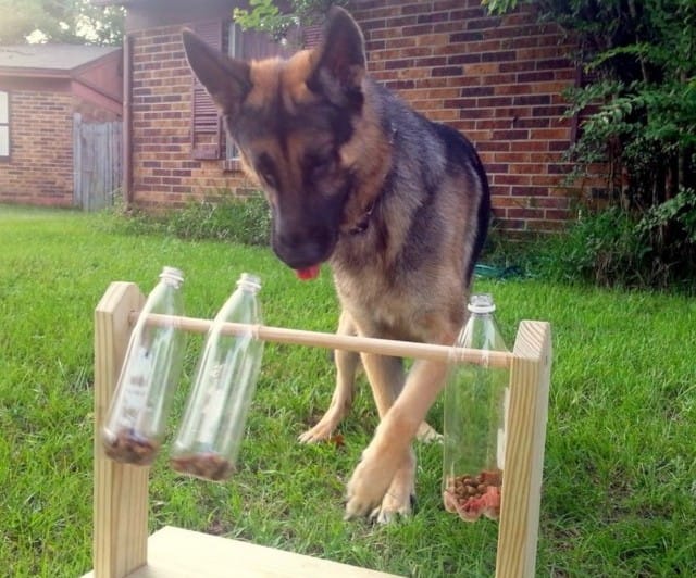 DIY Hundespielzeug mit Plastikflaschen basteln :)