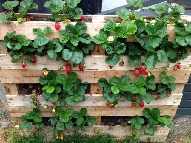 Tolle Ideen, wie man Erdbeeren pflanzen kann!