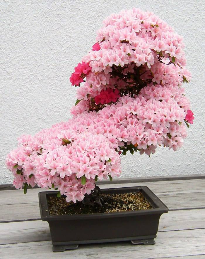 Bonsai Baum als perfekte Dekoidee für den Indoor-Garten