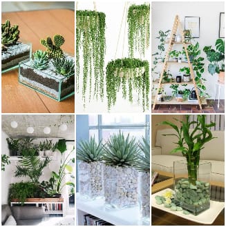 Pflanzen in der Wohnung: 10+ Interessante Ideen