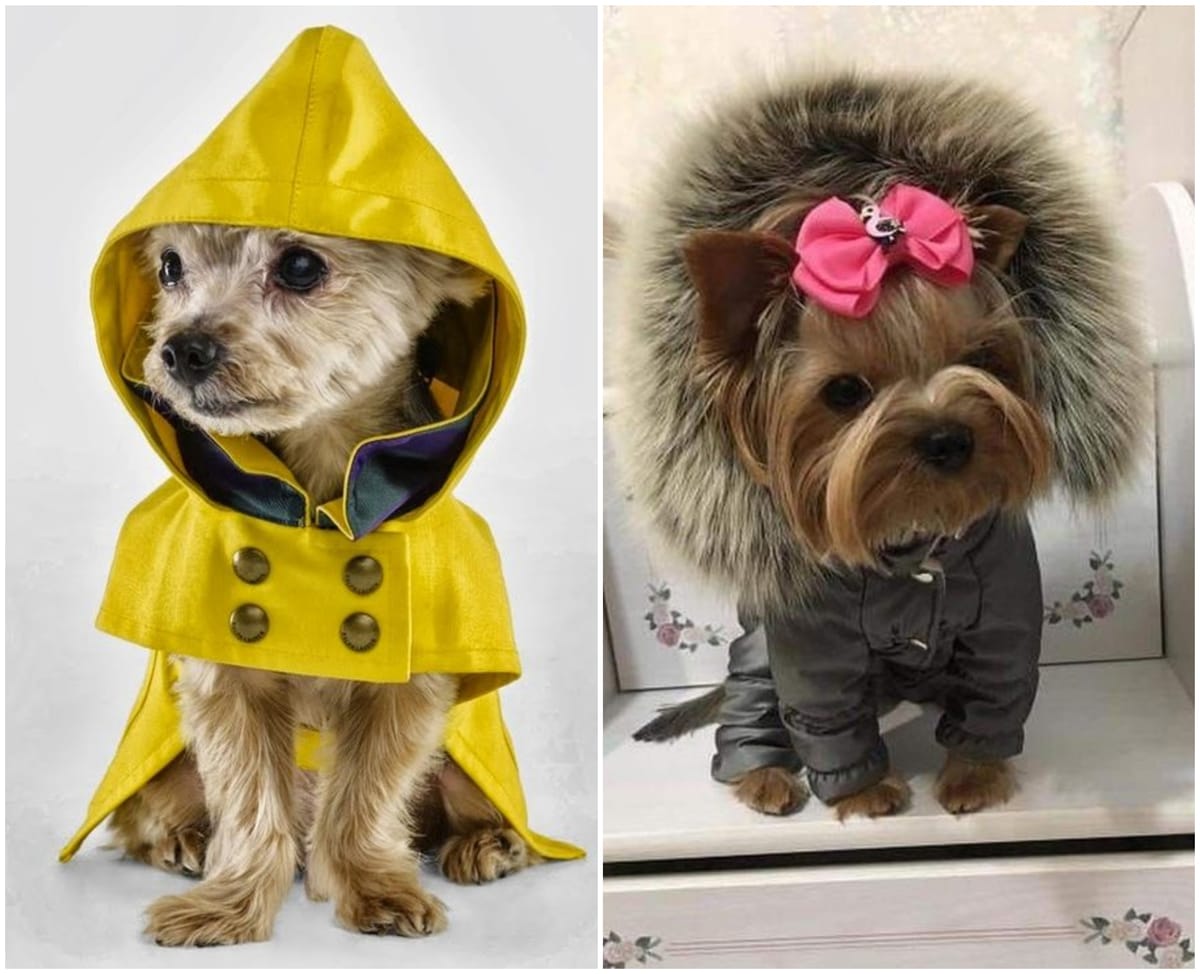10 Nette verrückte Haustier-Kleidung Ideen! :)