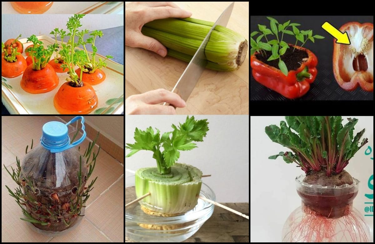 Gemüsereste wiederverwenden & bewurzeln – clevere Idee