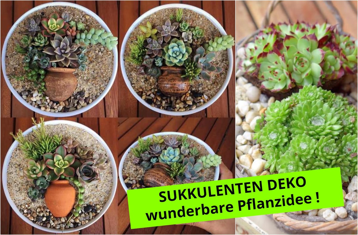 Sukkulenten Deko DIY – wunderbare Pflanzidee!