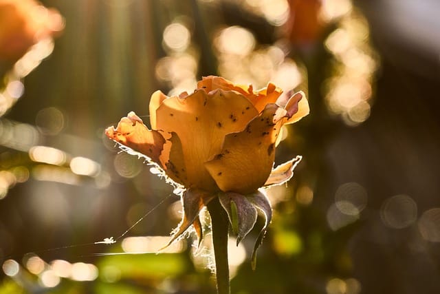 Tierische Schädlinge an Rosen - wie kann man sich wehren?