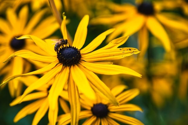 Rudbeckia (Sonnenhut)