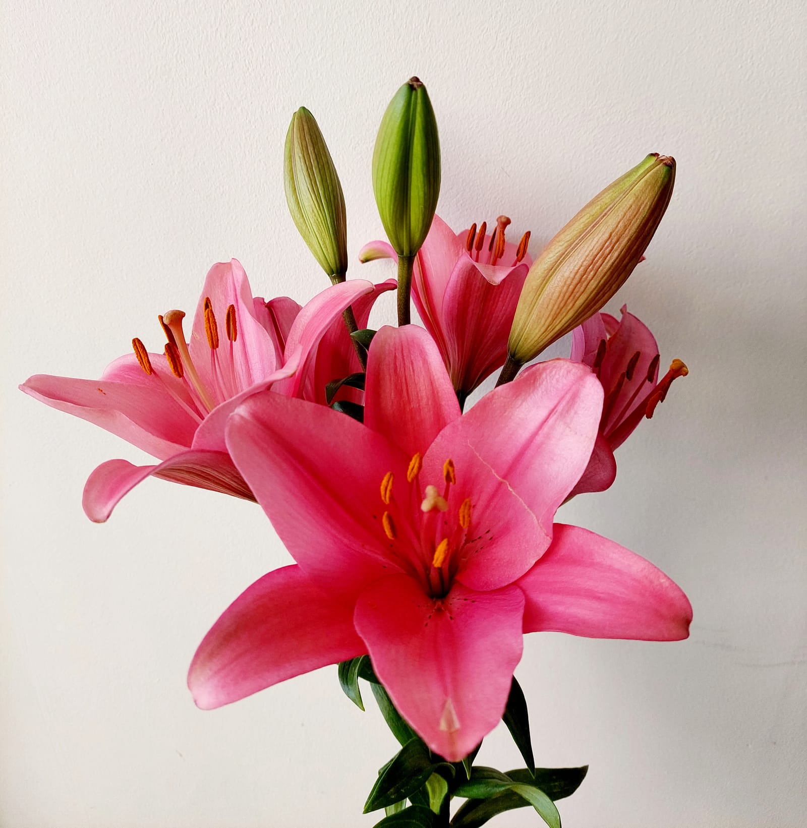 Lilien - schöne, farbenfrohe, charmante