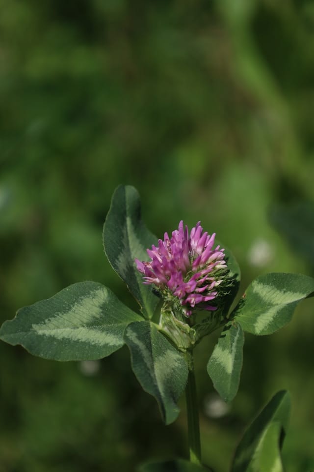 Der Wiesenklee (Trifolium pratense)