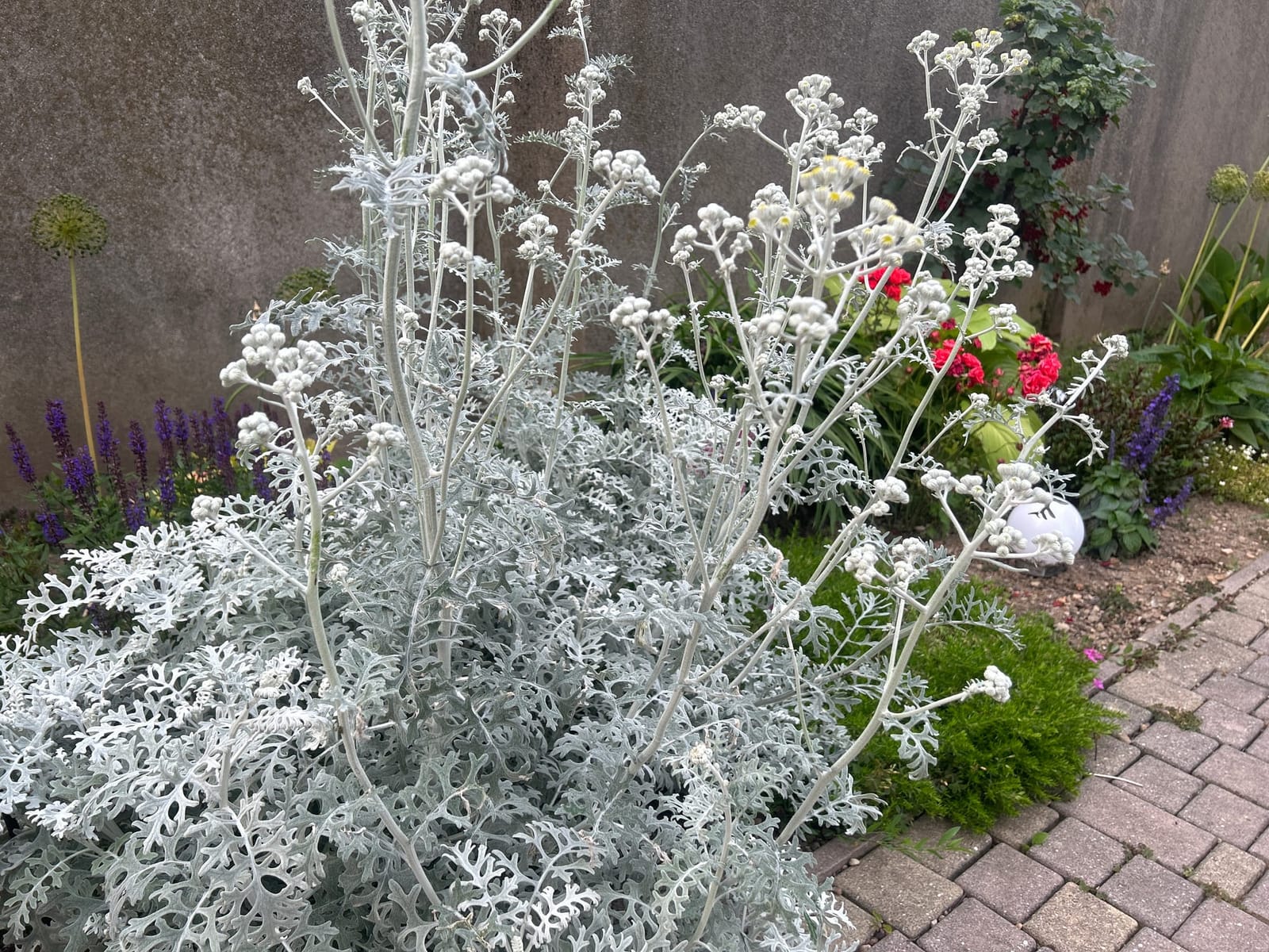 Silber-Greiskraut: Ein Zierjuwel für Ihren Garten