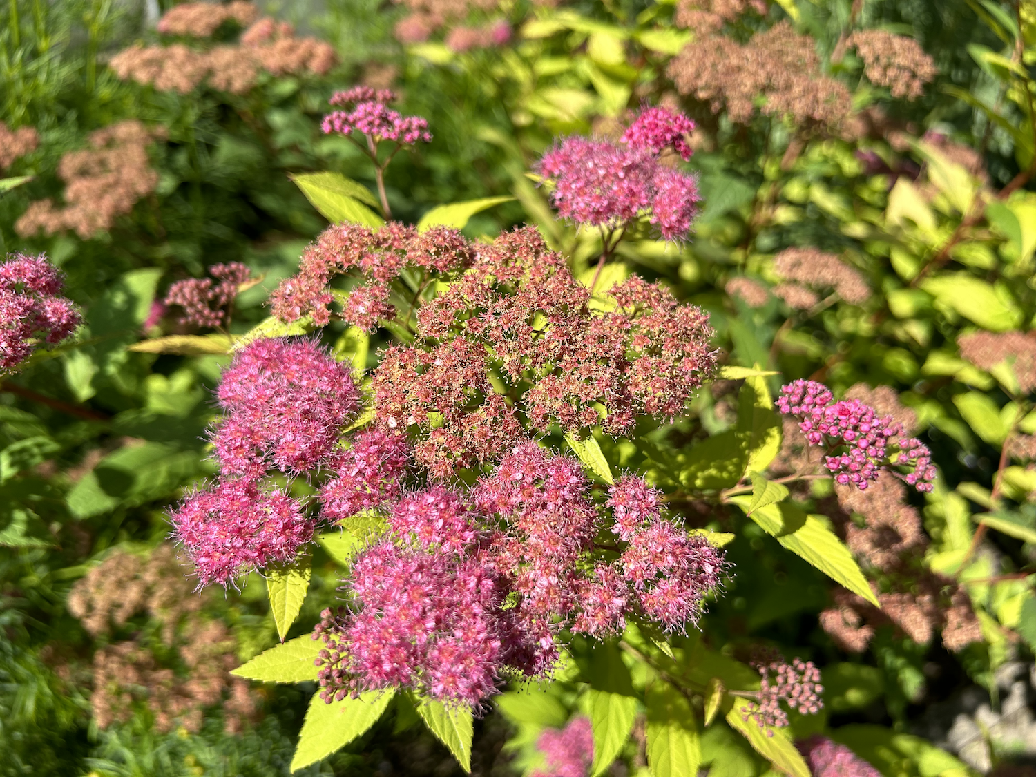 Zauberhafte Blume im Garten: Japanischer Spierstrauch (Spiraea japonica)