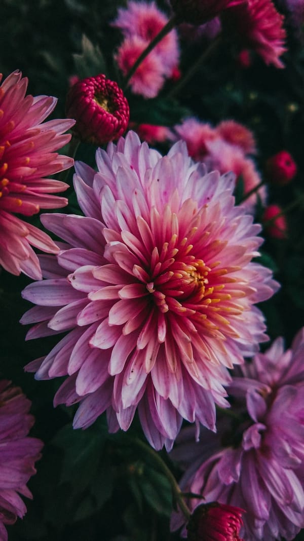 Dahlien (Dahlia)