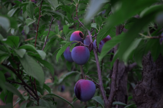 Über Obstbaumschädlinge: Die Gemeine Napfschildlaus