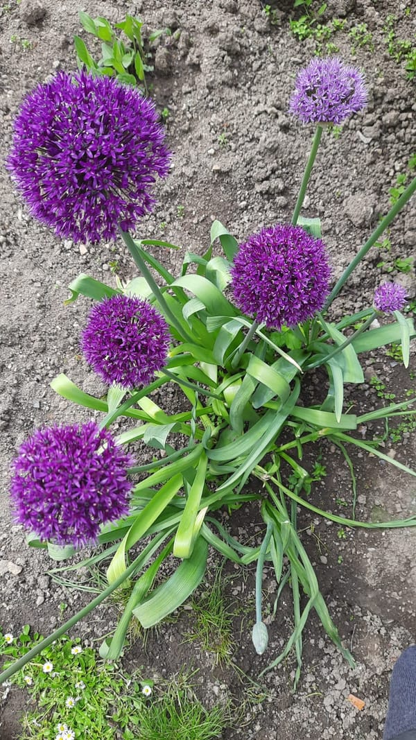 Wie man Zierlauch (Allium) anbaut: Schritt-für-Schritt-Anleitung