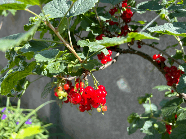 Rote Johannisbeeren: Das Juwel der Gartenernte
