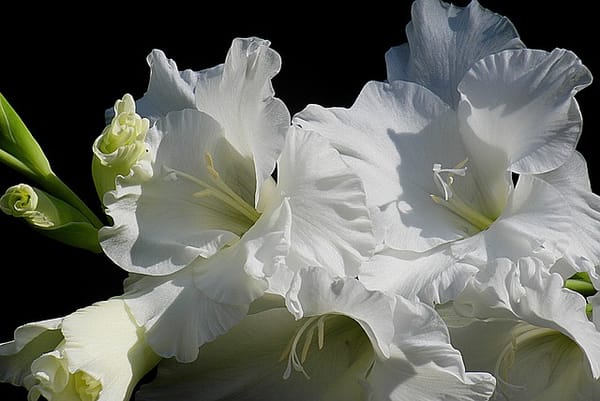 Ernte und Lagerung von Gladiolenknollen: wichtige Schritte für ein gesundes Wachstum Ihrer Blumen