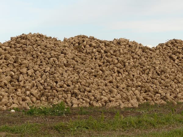 Moosknopfkäfer: Vorkommen, Schäden und Bekämpfung