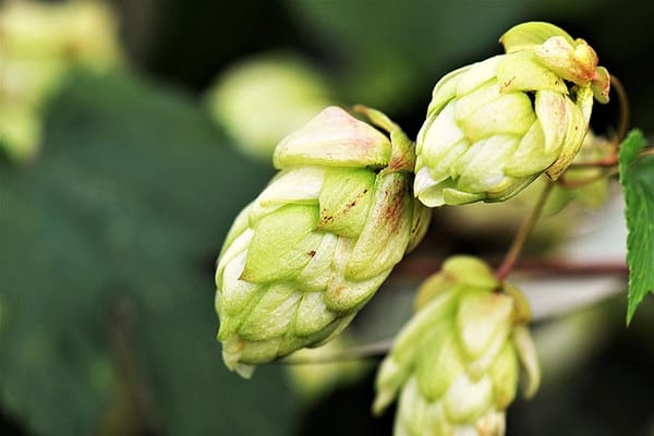 Gewöhnlicher Hopfen (Humulus lupulus)