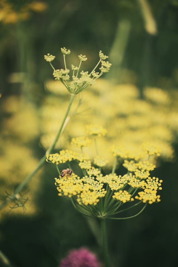 Gewöhnlicher Fenchel (Foeniculum vulgare)