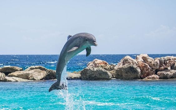 Hast du schon die Delphin Sukkulenten Pflanze gesehen?