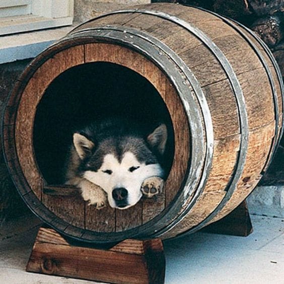 Hundehütte selber bauen – tolle Ideen