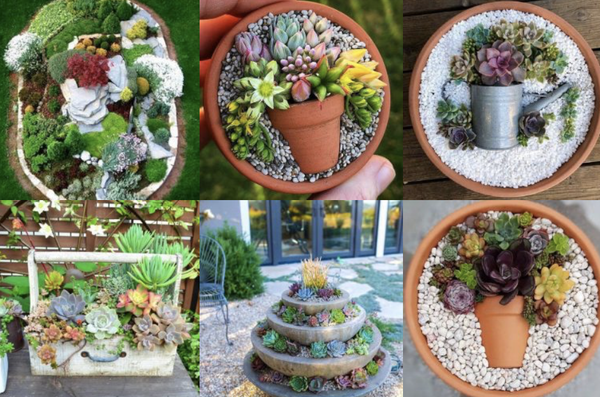 Exotik in den Garten bringen – Ideen mit Sukkulenten :)