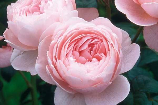 Rosen :)