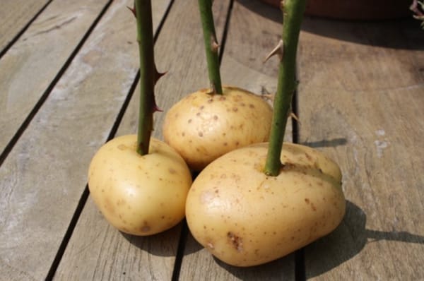 Rosen in Kartoffeln einstechen :) Einzigartige Anleitung :)