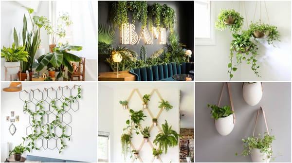 Natur ins Haus bringen – 20 Ideen für Zimmerpflanzen :)