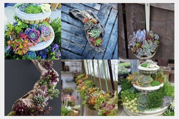 40 Ideen für einen kleinen Sukkulenten-Garten :)