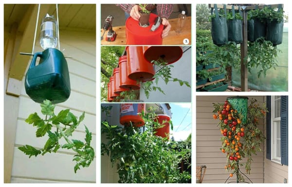 Tomatengarten mal anders :)
