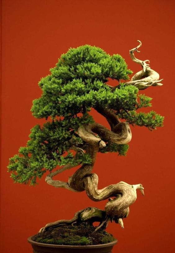 Bonsai-Bäume: verschiedene interessante Inspirationen