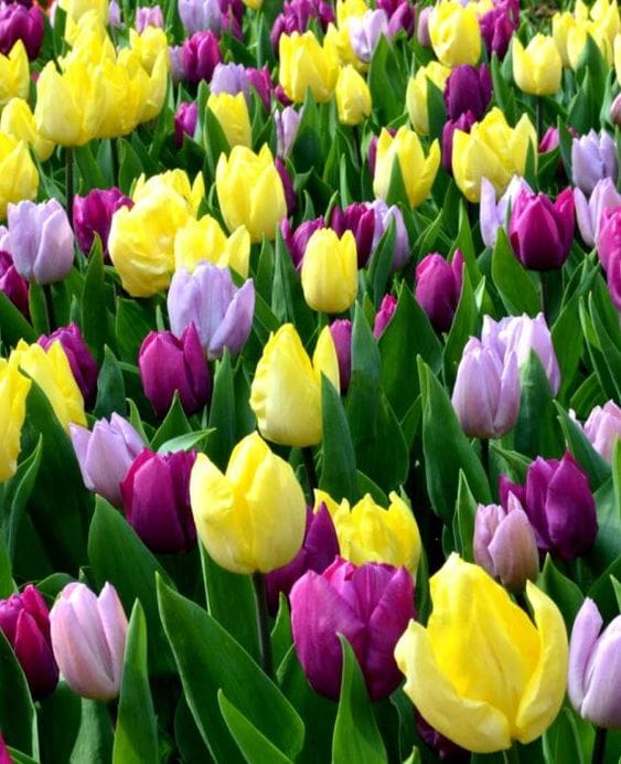 10+ Wunderschöne Tulpen Inspirationen :)