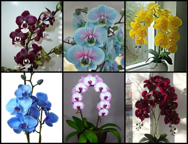 Die 10 schönsten Orchideen Inspirationen :)