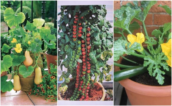Gemüse im Topf anbauen (Gartenideen für innen)
