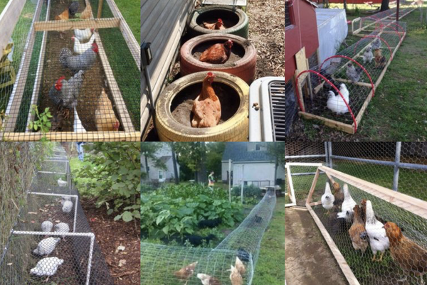 Hühner im Garten halten: nützliche Tipps und Ideen