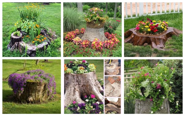 Einen Baumstamm im Garten bepflanzen – tolle Ideen :)