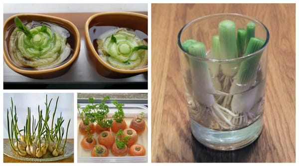 So einfach könnt ihr Gemüse in eurer Küche pflanzen:)