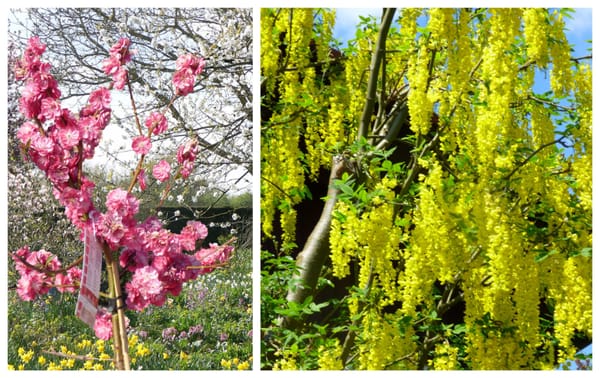 TOP 10 schönste Blütenbäume für deinen Garten :)