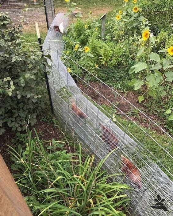Einen Hühnertunnel selber bauen – Hühner im Garten halten