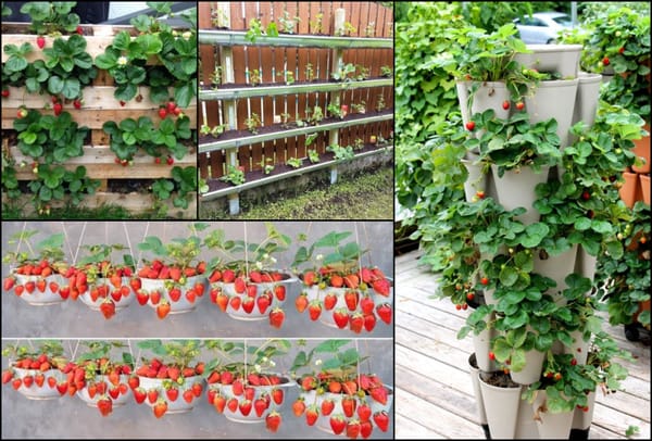 Erdbeeren kreativ gepflanzt – Ideen für eine individuelle Beeteinrichtung